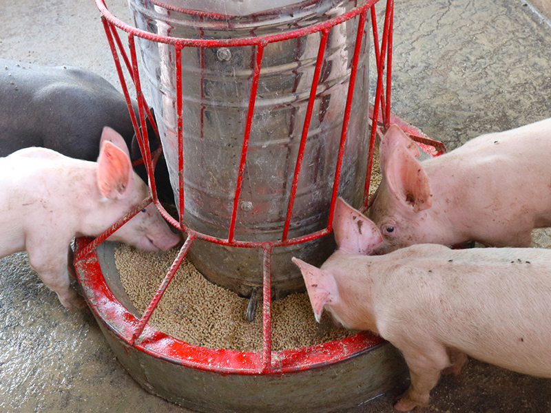 Pig Feed