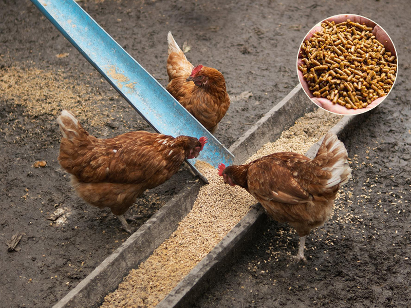 Poultry Feed