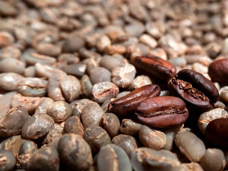 Arabica Coffee Seeds