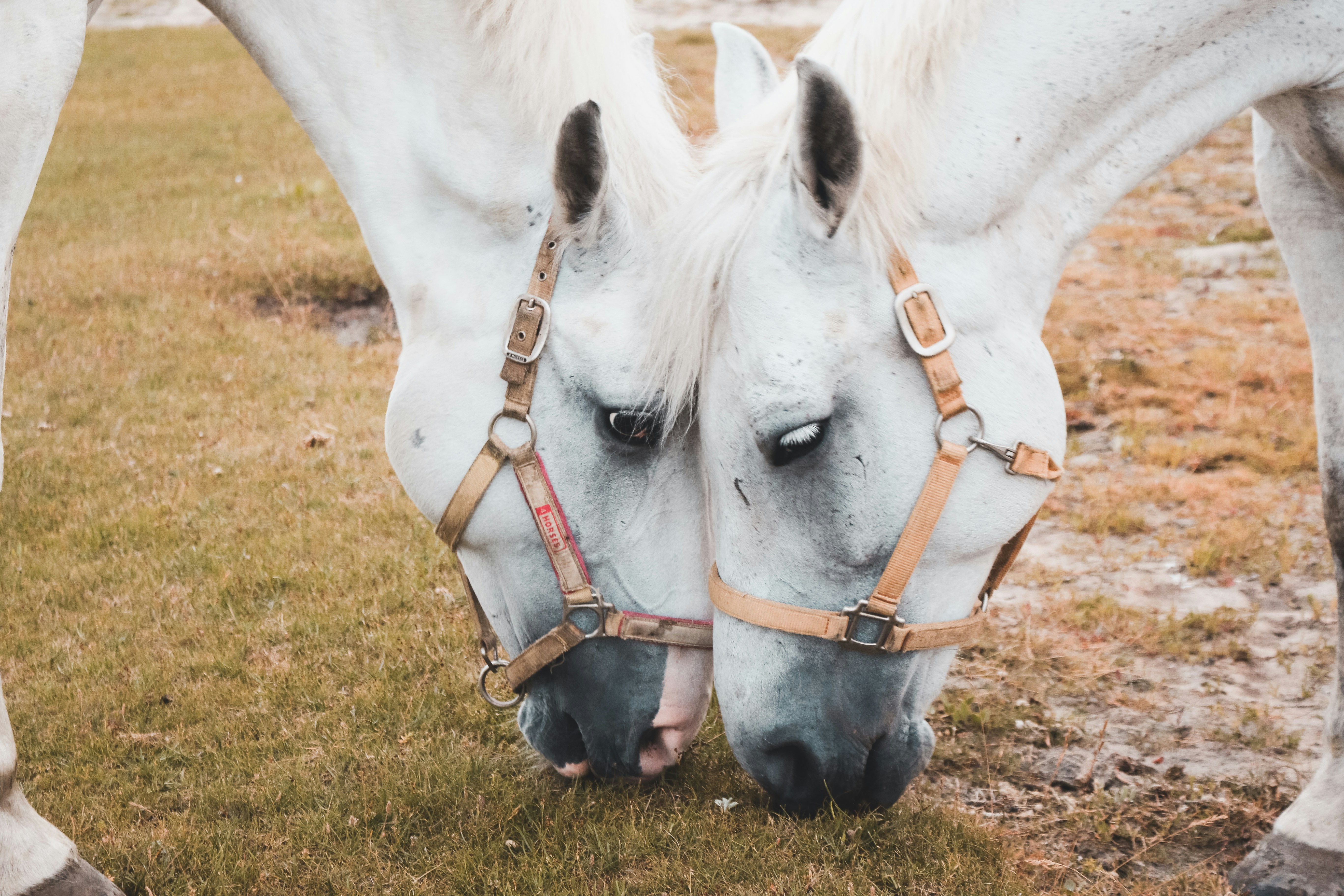 Horse Feed