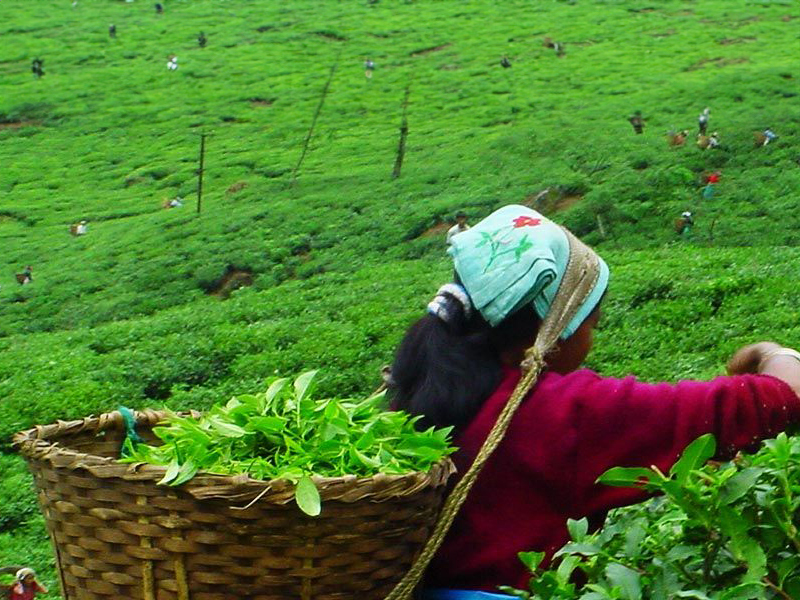Nilgiri Tea